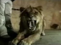 雑誌撮影中、女性がライオンに襲われるハプニング