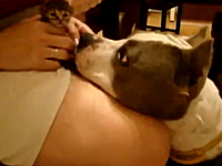 ほのぼのビデオ。お姉さんの膝の上の子猫を優しい眼差しで見守るワンコ