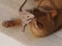 これは珍しいネコネコ動画。ニャンコにべったりなネズミさんの映像