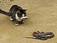高速ヌコパンチ炸裂　野良猫vs野良ヘビの対決動画が話題に。