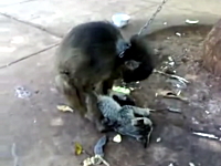 可愛いニャンコがお猿さんに犯されかけているYouTube。助けてやれよｗｗｗ