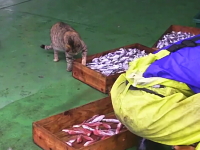 忍び寄るニャンコ×5匹。漁師さんの魚を狙いに来た野良ネコたちの奮闘記。