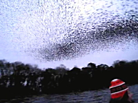 目の前で渦巻く鳥たち。ムクドリの超大群と間近で遭遇したビデオが凄い。