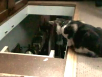 極悪なネコの一瞬動画。階段を下りる仲間のネコを後ろから・・・。これは酷い