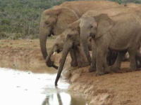 水飲み場に落ちてしまった赤ちゃん象をみんなで助ける愛のゾウゾウ動画