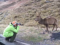 道路を走ってたら野生の鹿に遭遇。近くから撮ろうと接近したカメラマンが襲われる