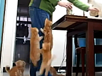 ゴハンの時間になると子猫たちが必死すぎる最強萌え動画がキテシマッタ。