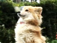 「HEY!HEY!HEY!」で歌手が大絶賛した芸をするイヌたちの動画