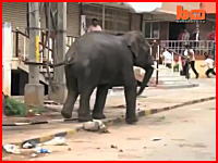 インドで野生の象が町に乱入して大暴れしパニックに。牛や人間を襲い一人死亡