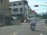 台湾で凄いライダー発見。バイクに乗りながら鳥さんの散歩！？これはレア。