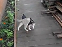 この犬ワロタ。拉致被害者は猫！？ニャンコを背中に乗せて運ぶイヌの映像