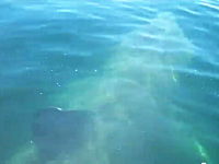 釣りをしてたら6メートルオーバーのウバザメに遭遇。興奮して飛び込む男性