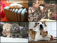 ニャン５。猫に萌えるネコネコ動画5つ。子猫×4匹横並びは反則やろ(*´Д`)