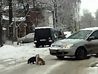 道路のど真ん中で喧嘩をしているネコ２匹。最後のおっさんが酷過ぎるｗｗｗ