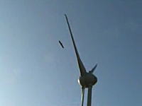 これは可哀想(@_@;)風力発電の羽に叩き落される大きな鳥さん