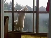 ミッションインポッシブルなネコが可愛い動画。さすがに高いので慎重なネコ