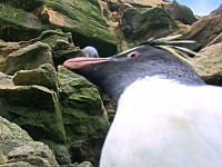 ペンギンにはドジで間抜けなヤツが多い。そんな失敗映像まとめ動画。