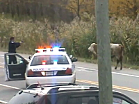逃げ出した子牛に警察官が12発もの弾丸を打ち込む動画に批判が殺到。