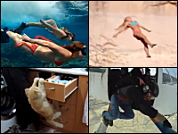 1000mg小ネタ集Part.36。ちょっと難しい事に挑戦したニャンコたちの映像集。