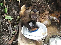皿洗いをマスターしたお猿さん。器用にたわしを使ってお皿をゴシゴシする。