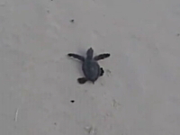 悲しい一瞬動画。生まれて直ぐに人生を終わらされるウミガメさんの映像。