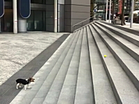 一人遊び犬の別角度の動画あったったｗｗｗｗｗやっぱりカワユスなあ(*´Д`)