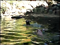子ヤギが溺れている！それを見た豚さんが飛び込み救助する。ブタブタ動画