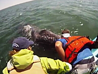 感動的なクジラとの遭遇。クジラの親子が人間のボートに接触を求めてきた。
