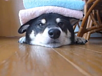 ほのぼのビデオ。寝そべった柴犬さんの上にタオルをたくさんのせてみた。