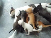 ママン大変すぎるｗｗｗママ猫のおっぱいに16匹の子猫が群がってさあ大変