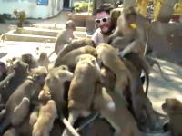 これはちょっと怖いなｗ大量の猿に群がられる男性の映像。何匹いるんだ？