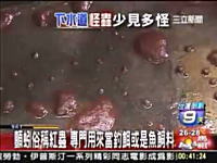 中国の下水道にグロ生物がGyaaaa!動画。これはきもいビクンッ！ビクンッ！