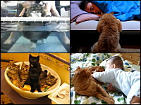 ネコ動画の決定版。見るだけで幸せなネコネコ動画の一覧。キュートすぎる。