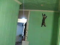 この猫SUGEEEE！これはニャンジャだな。垂直壁登りニャンコがカワイイ
