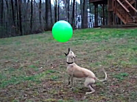ウィペットさんすげえ。ボールを落とさずにポンポンするバレーボール犬の映像