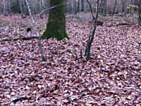 森の中を散歩していたらイノシシが突撃してｷﾀ━(*´Д`)━!!これはカワイイ動画