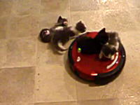 ルンバに乗せられた子猫たちが振り落とされていくネコネコ動画。かわゆす