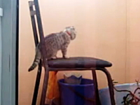 この猫ワロタ。約40秒間も延々と焦り続けている猫さんを撮影したビデオｗｗ