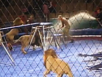 サーカスのトレーナーがライオンに襲われる衝撃映像2013。これは怖いな。