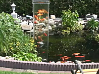 鯉にも好奇心ってあるのだろうか。池に垂直水槽を設置したらみんな集まった