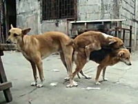 フィリピンの野良犬はフリーダムすぎるｗｗｗｗｗ路上で3Pセックスしている犬