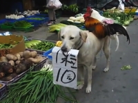 中国ではワンコとニワトリが市場で野菜を販売している。中華の珍百景？？
