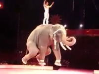 一本足ゾウさんの大回転。サーカスの象さんが凄いゾウ！パオーーン！ｗ