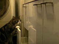 イリュージョンな猫ｗｗｗ可愛いすぎワロタｗｗｗ幸せｗｗｗ