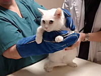 獣医さん動画。ネコに注射をするのはこんなに大変！ニギャアアアアアア！