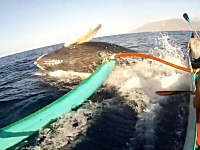 ザトウクジラの不意打ち体当たりアタックを食らったカヌー。鯨ウォッチング。