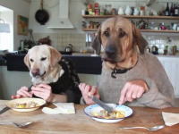イヌなのに段々と犬に見えなくなるイヌイヌ動画。人犬羽織でお食事タイム