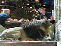 ラスベガスのホテルでライオンが飼育員を襲おうとする決定的瞬間