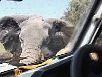 怒った象に襲われた車がフロントガラスを割られる動画。これは怖いなあ