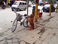 中国。ご主人様が戻るまで自転車を守り続けるワンコが可愛い動画。ロック犬